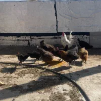 مرغ و خروس