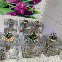 آکواریوم گلدانی ( کادو و هدیه ) روز معلم