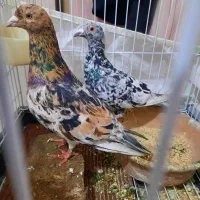 کبوتر قزوینی