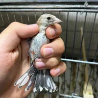 ((جوجه سهره ))