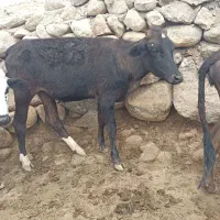 گوساله ماده