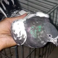 کبوتر