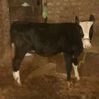 گوساله سیمنتال ماده