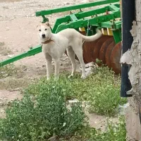توله سگ سرابی نر