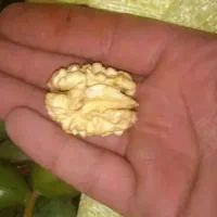 سنگ رحق گردوی رحق