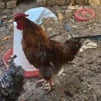 خروس جوان چهل تاج