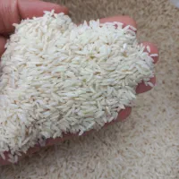 برنج هاشمی امساله خالص