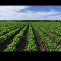 زمین-کشاورزی-8ونیم-هکتار