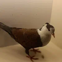 کلاغ‌کاکلی‌ ماده
