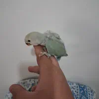 پرنده طوطی برزیلی سرلاکی دستی