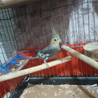 عروس هلندی