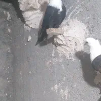 تعداد کبوتر رنگه اکثرا ماده
