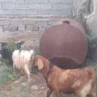 ۱۲ عدد چبیش به فرش می‌رسد