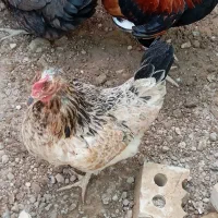 مرغ و خروس و