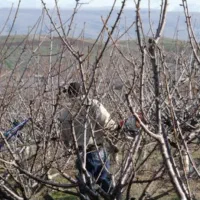 هرس و باغبانی