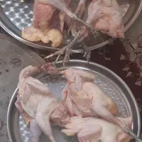مرغ  سیاه و خروس محلی