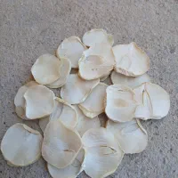 موسیروحشی