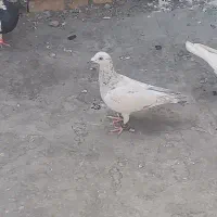 کفتر