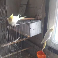 عروس هلندی جوان جفت آماده تخم گذاری