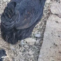 فروش تعداد ۲۰عدد مرغ خانگی تخم گذار