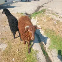 بره،فروشی