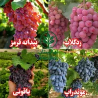 نهال های اصلاح‌شده و باکیفیت