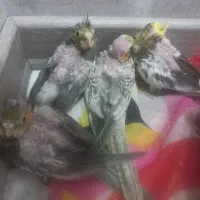 جوجه ۳۶ روزه عروس هلندی