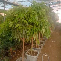 آمستل|گل و گیاه طبیعی|چهارباغ, |دیوار
