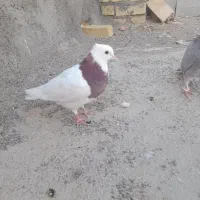 چهارتا کبوتور ب علت نبود  وقت میخام بدم