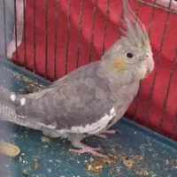 عروس‌ هلندی