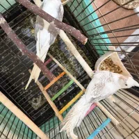 عروس هلندی