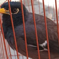 طوطی برزیلی و مرغ مینا