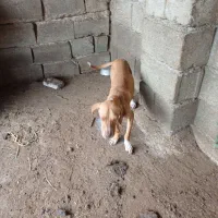 سگ توله شکاری نر ۸ ماهه