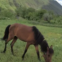 اسب جوان