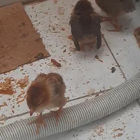 فروش ۶ عدد جوجه محلی بوشهر