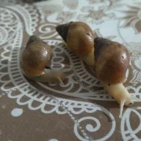 فروش حلزون