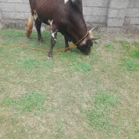 کوله چالوسی لوکس ،گاو