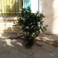 شمشاد طلایی و سبز ۸۰ عددسطل ۱۰