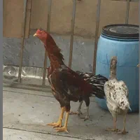 فروش تخم مرغ لاری