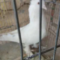 کبوتر 12عدد