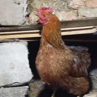 یک عدد خروس و دو تا مرغ