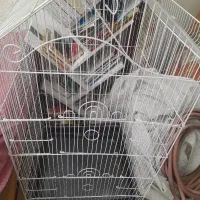 فروش قفس