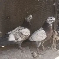 جوجه