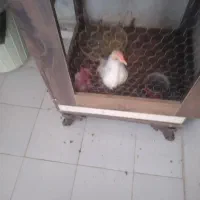 خروس مرغ