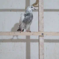 جوجه  کفتر