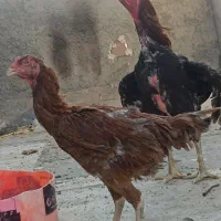 خروس لاری
