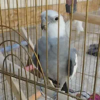 عروس هلندی گمشده