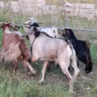 دو بز هیکلی با دو بزغاله