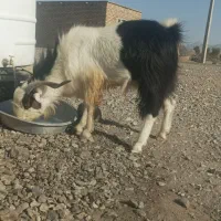 نری