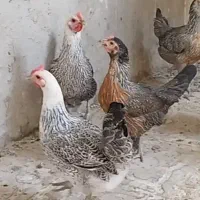 تخم نطفه دار لری اصیل نسل قدیم